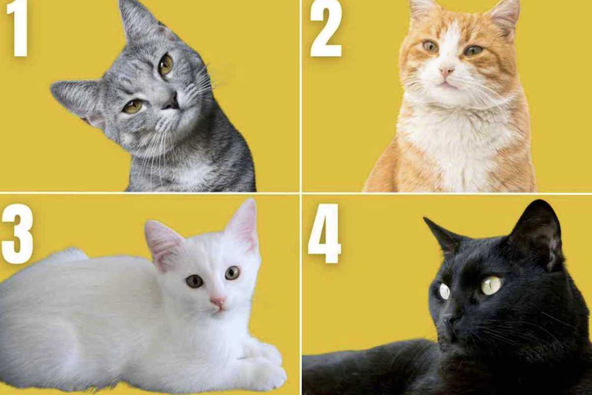 Oltre al colore, è interessante approfondire le caratteristiche delle razze feline più rappresentative di ciascun profilo cromatico
